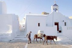 two donkeys and a man are walking in front of a church with white walls