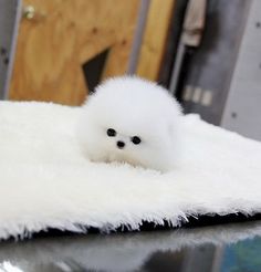 a small white dog sitting on top of a rug