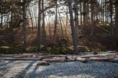 the sun shines through the trees in the woods near some logs and fallen tree trunks