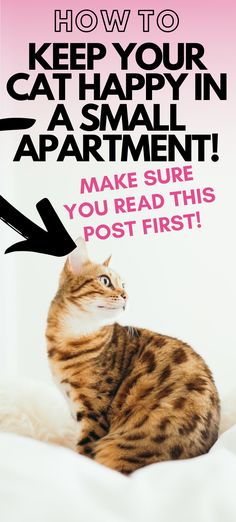 a cat sitting on top of a bed with the caption how to keep your cat happy in a small apartment make sure you read this post first