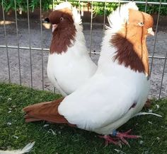 two birds standing next to each other on the grass in front of a caged area