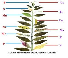 the parts of a plant on a white background