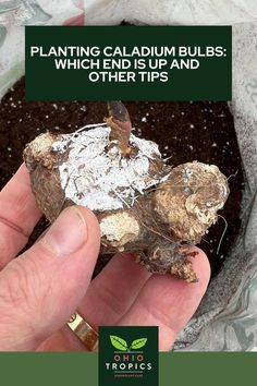 a person holding up a piece of plant material in their hand with the title planting caladium bulbs, which helps us and other tips