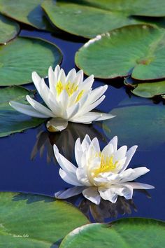 two white water lilies floating on top of lily pads