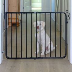 a white dog sitting in front of a black gate on the inside of a house