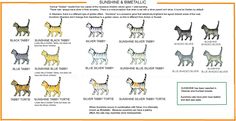 the different types of dogs that are on display in this chart, which shows them's colors