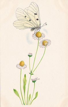 a white butterfly sitting on top of a flower next to some yellow and white flowers