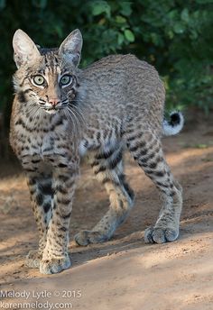 a small gray and black cat walking on a dirt road with trees in the background