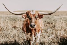 Texas Longhorn Canvas Wall Art Paper Photo Print / 12 x 18 Inches Wall Art Teri James Photography Wall Art, Canvas, Wall, Photography, Art