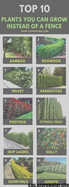 the top 10 plants you can grow instead of a fence in your yard or garden