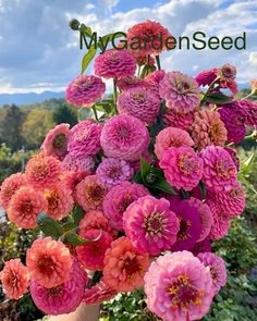 a hand holding a bouquet of pink and red flowers with the words my garden seed above it