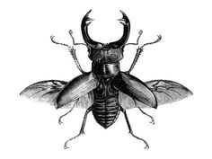 a black and white drawing of a bug