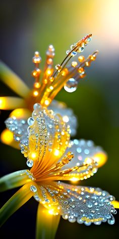 water droplets are on the petals of a flower