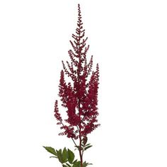 a red plant with green leaves in a pot on a white background, it appears to be flowering