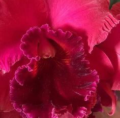 a close up view of a pink flower