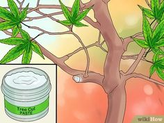 a jar of tree oil next to a tree with green leaves on it and an image of a leafless tree