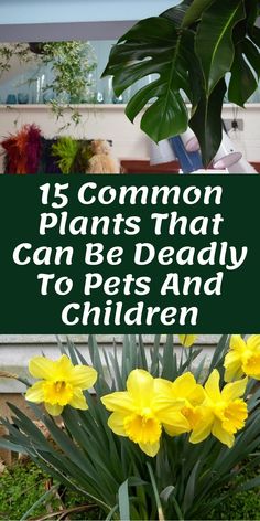 yellow daffodils in a pot with the words, 15 common plants that can be deadly to pets and children