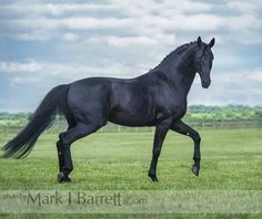 a black horse is galloping through the grass