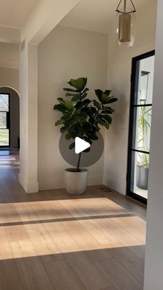 a large potted plant sitting on top of a wooden floor next to a doorway