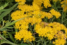 yellow flowers with green leaves in the background