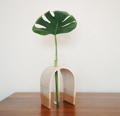 a plant in a vase on a table