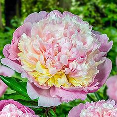 several pink and white flowers with green leaves