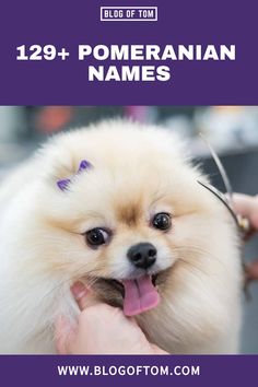 a small pomeranian dog being groomed by someone's hand with the caption