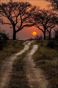 the sun is setting behind two trees on a dirt road with grass and dry brush