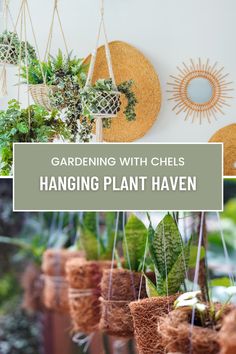 hanging plant haven with text overlay reading gardening with shells hanging plant haven in the garden