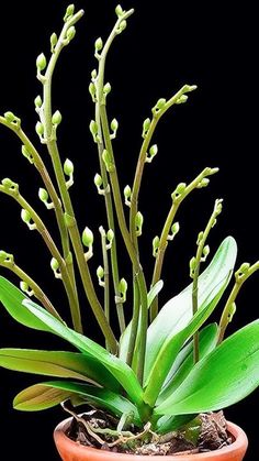 a potted plant with white flowers and green leaves in it on a black background