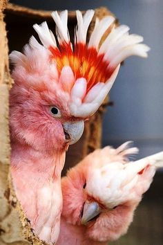 two pink and white birds with feathers on their heads looking out from inside a cardboard box