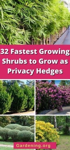 several different types of shrubs in the garden with text overlay that reads 32 fastest growing shrubs to grow as privacy hedges