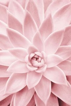 a pink flower with large leaves on it's center is shown in this close up photo