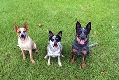 three dogs are sitting in the grass together