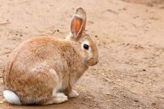 a brown rabbit sitting on top of a dirt field