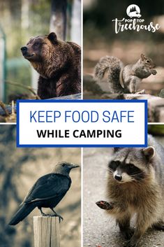 keep food safe while camping Bear Safety Camping, Bear Safety, Summertime Madness, Camping Coolers, Camping Safety, Relaxing Travel, Camping Tips, Camping Equipment