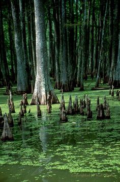 the swamp is full of trees and green algae