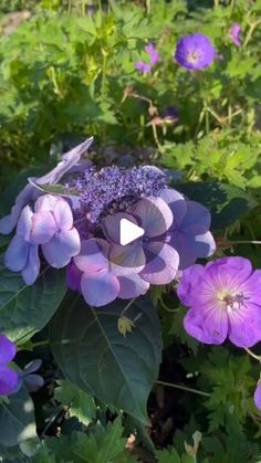 purple flowers are blooming in the garden with green leaves and blue flowers behind them