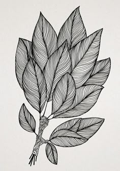 a black and white drawing of leaves