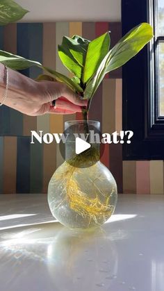 a person holding a plant in a vase with the words now what? on it