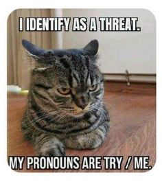 a cat that is sitting on the floor with caption saying, i identify as a threat my pronouns are try me