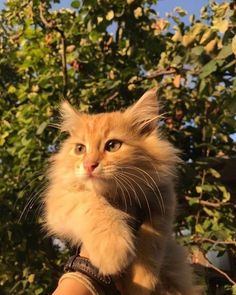 an orange cat sitting on top of a person's arm with trees in the background