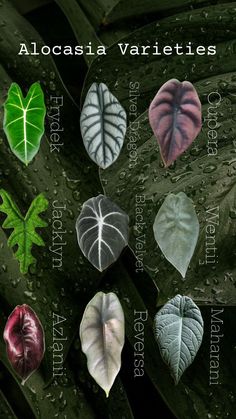 an image of different types of leaves on a leafy green plant with the names alocasia varieties