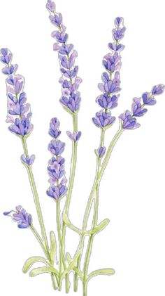 some purple flowers that are growing out of the ground in front of a white background