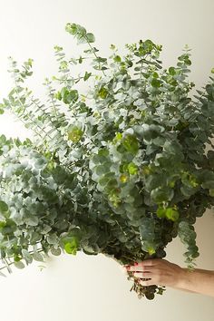 a person holding up a plant with green leaves