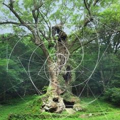 a tree in the middle of a forest with an intricate design on it's trunk