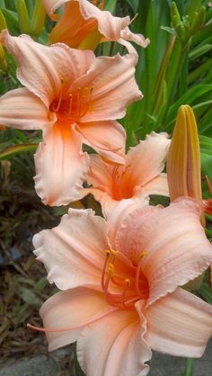 three peach colored flowers with green leaves in the backgrounnd and on the right