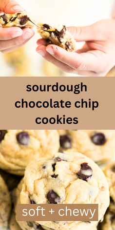 soft and chewy sourdough discard cookies on a plate Sourdough Discard Chocolate Chip Cookies, Discard Chocolate Chip Cookies, Easy To Make Cookies, Cookies From Scratch, Homemade Chocolate Chip Cookies, Cookie Recipes Homemade, Soft Chocolate Chip Cookies, Chocolate Chip Cookie Recipe