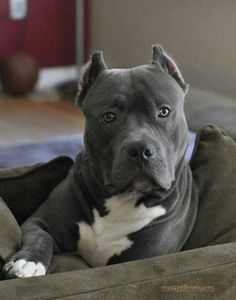 a gray and white dog laying on top of a couch