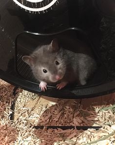 a small rat sitting inside of a cage on top of wood shavings and looking at the camera